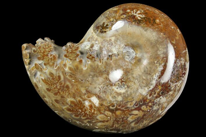 4" Polished, Agatized Ammonite (Phylloceras?) - Madagascar